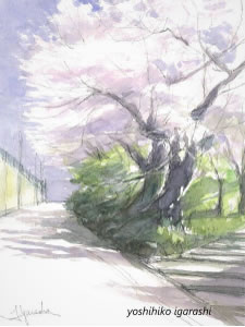 「桜と坂」＜東京･洗足池付近＞