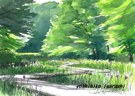 輝く緑と八つ橋＜横浜・四季の森公園＞